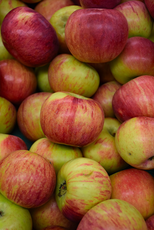 Cortland Apple (Malus 'Cortland') at Hicks Nurseries