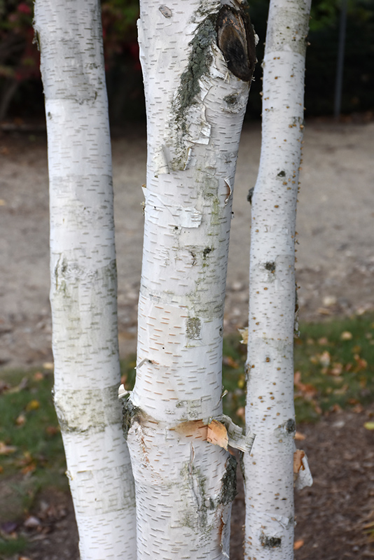 Whitebark Himalayan Birch (Betula utilis 'var. jacquemontii') at Hicks Nurseries