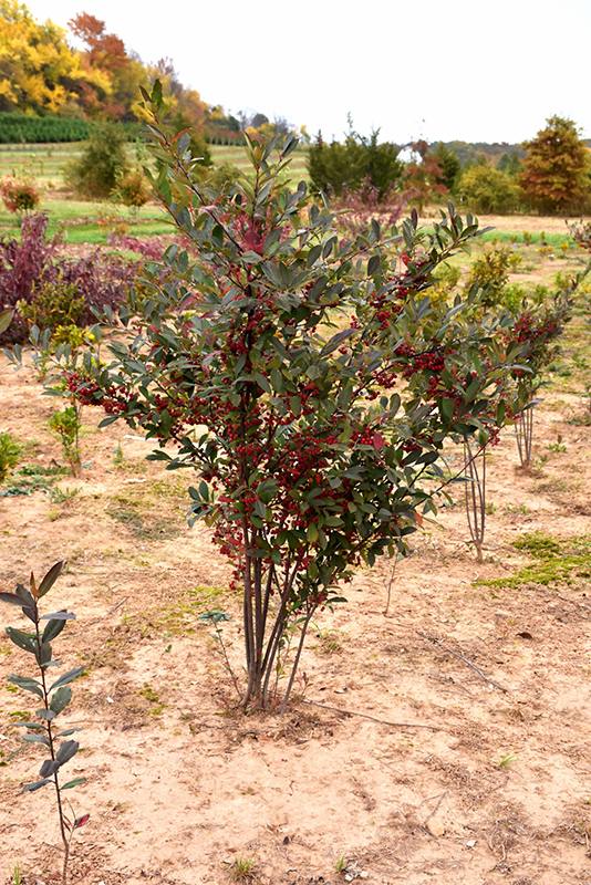 Brilliantissima Red Chokeberry (Aronia arbutifolia 'Brilliantissima') at Hicks Nurseries