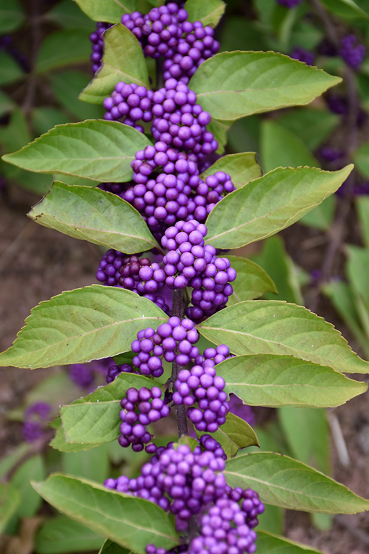 Purple Beautyberry (Callicarpa dichotoma) at Hicks Nurseries