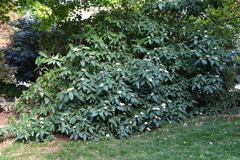 Alleghany Viburnum (Viburnum x rhytidophylloides 'Alleghany') at Hicks Nurseries