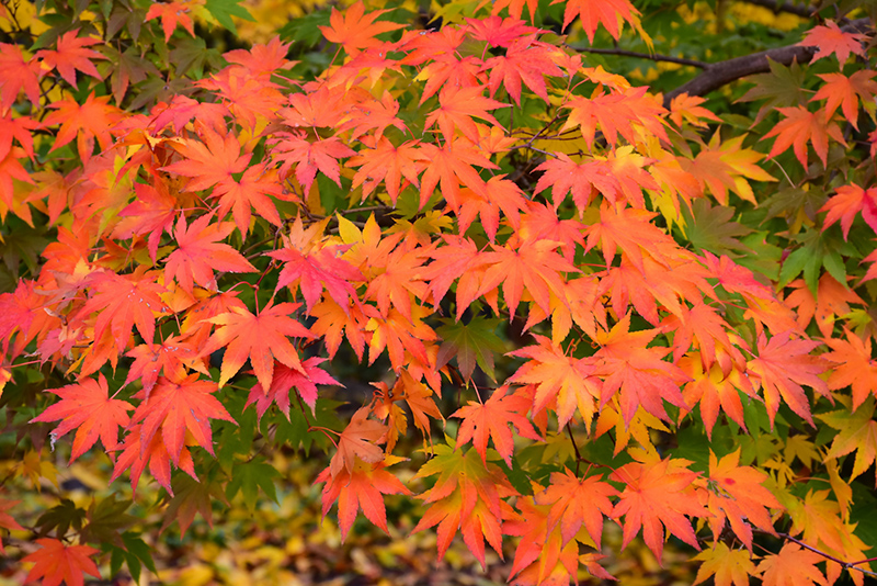 Japanese Maple (Acer palmatum) at Hicks Nurseries