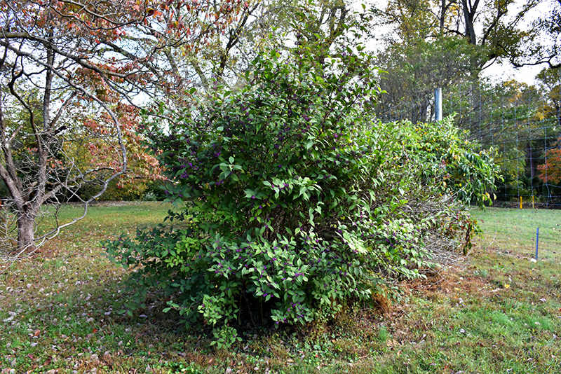 Profusion Beautyberry (Callicarpa bodinieri 'Profusion') at Hicks Nurseries
