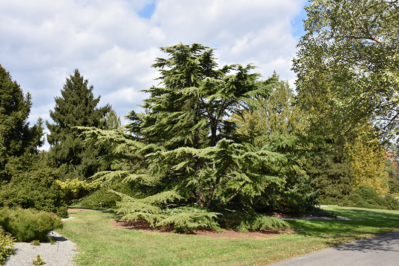 Golden Deodar Cedar (Cedrus deodara 'Aurea') at Hicks Nurseries