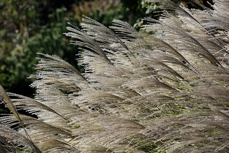 Gracillimus Maiden Grass (Miscanthus sinensis 'Gracillimus') at Hicks Nurseries
