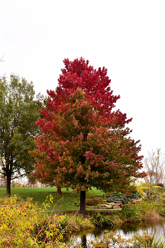 Red Sunset Red Maple (Acer rubrum 'Franksred') at Hicks Nurseries