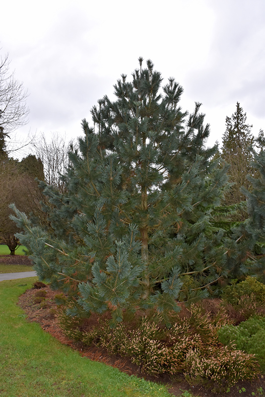 Limber Pine (Pinus flexilis) at Hicks Nurseries