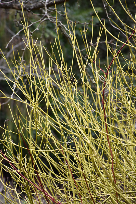 Yellow Twig Dogwood (Cornus sericea 'Flaviramea') at Hicks Nurseries