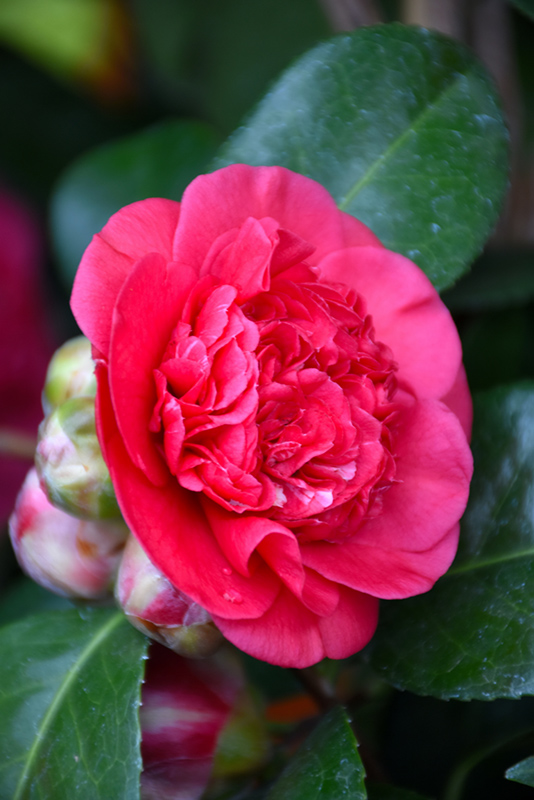 April Tryst Camellia (Camellia japonica 'April Tryst') at Hicks Nurseries