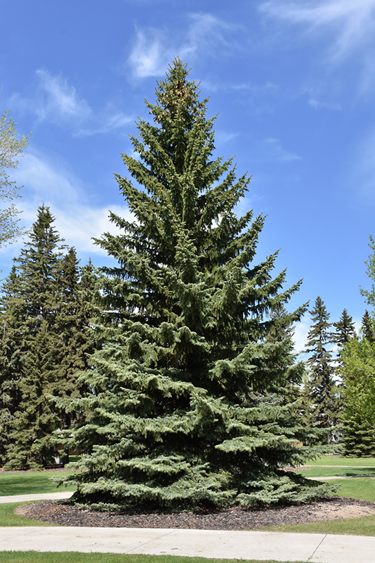 Blue Colorado Spruce (Picea pungens 'var. glauca') at Hicks Nurseries