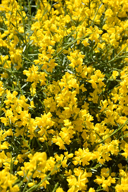 Bangle Dyers Greenwood (Genista lydia 'Select') at Hicks Nurseries