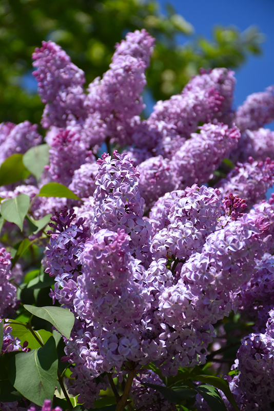 Common Lilac (Syringa vulgaris) at Hicks Nurseries