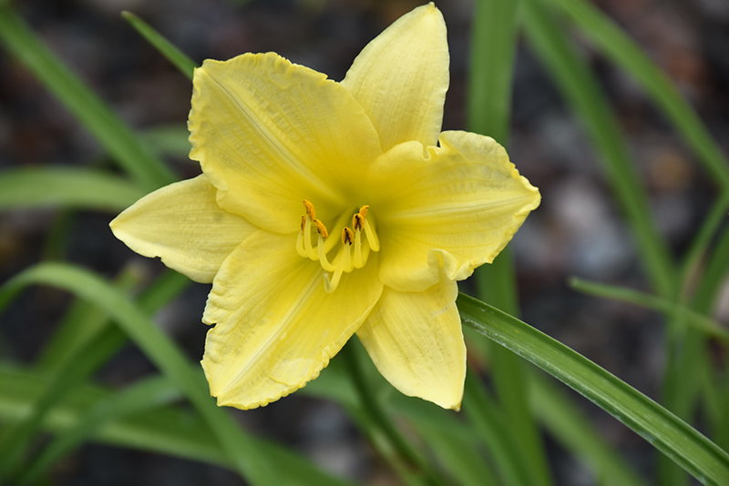 Happy Ever Appster Big Time Happy Daylily (Hemerocallis 'Big Time Happy') at Hicks Nurseries
