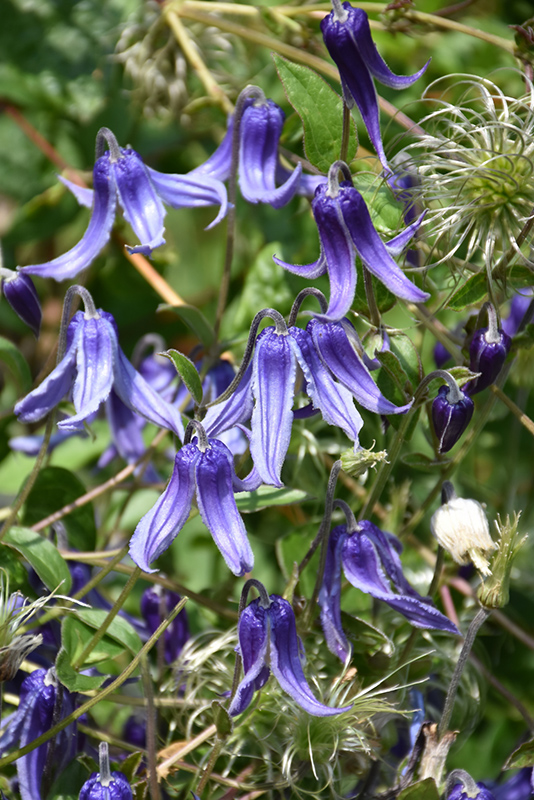 Solitary Clematis (Clematis integrifolia) at Hicks Nurseries