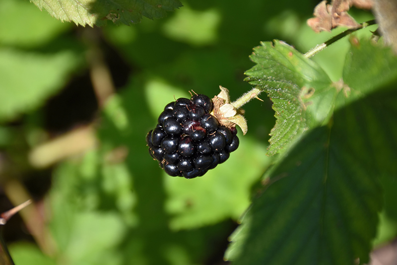 Jewel Black Raspberry (Rubus occidentalis 'Jewel') at Hicks Nurseries