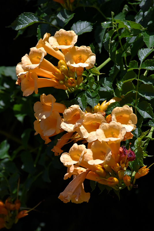 Yellow Trumpetvine (Campsis radicans 'Flava') at Hicks Nurseries
