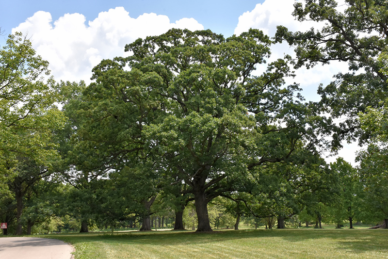 White Oak (Quercus alba) at Hicks Nurseries