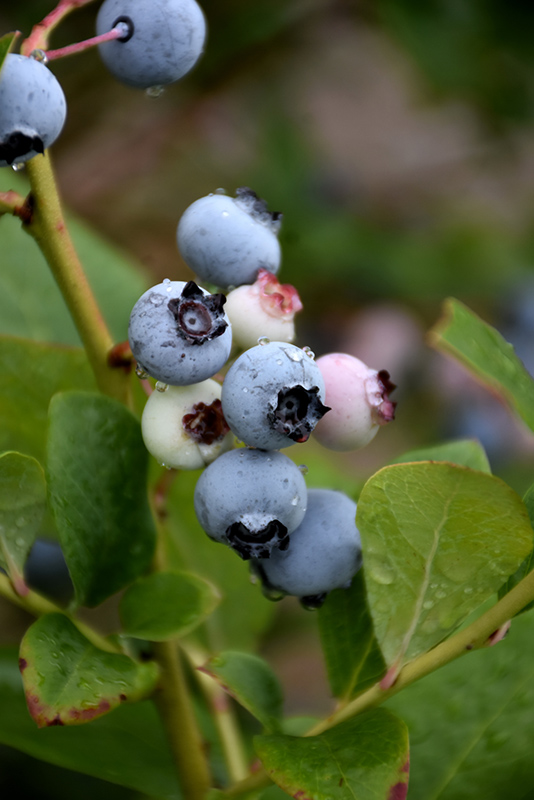 Spartan Blueberry (Vaccinium corymbosum 'Spartan') at Hicks Nurseries