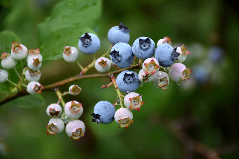 Highbush Blueberry (Vaccinium corymbosum) at Hicks Nurseries