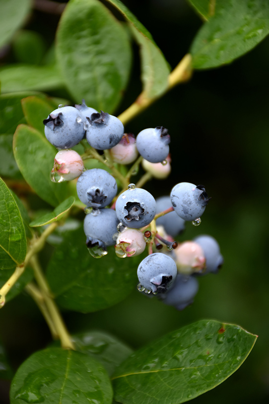 Jersey Blueberry (Vaccinium corymbosum 'Jersey') at Hicks Nurseries