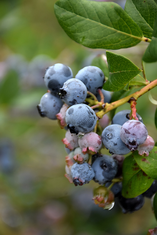 Darrow Blueberry (Vaccinium corymbosum 'Darrow') at Hicks Nurseries