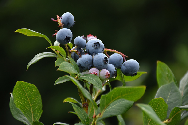 Northland Blueberry (Vaccinium corymbosum 'Northland') at Hicks Nurseries
