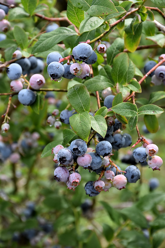 Earliblue Blueberry (Vaccinium corymbosum 'Earliblue') at Hicks Nurseries