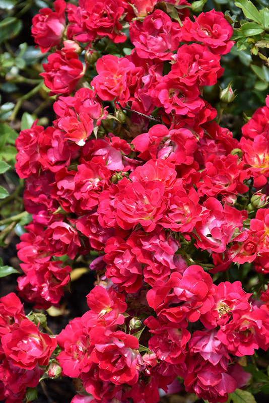 Red Drift Rose (Rosa 'Meigalpio') at Hicks Nurseries
