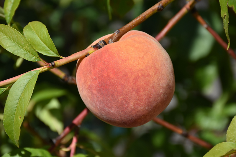 Redhaven Peach (Prunus persica 'Redhaven') at Hicks Nurseries