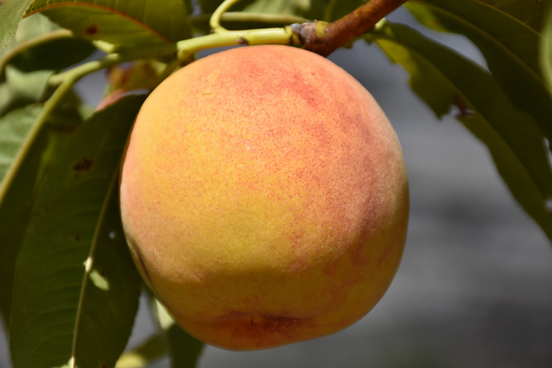 Reliance Peach (Prunus persica 'Reliance') at Hicks Nurseries