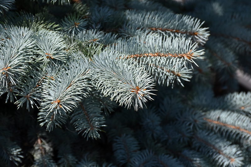 Baby Blue Blue Spruce (Picea pungens 'Baby Blue') at Hicks Nurseries
