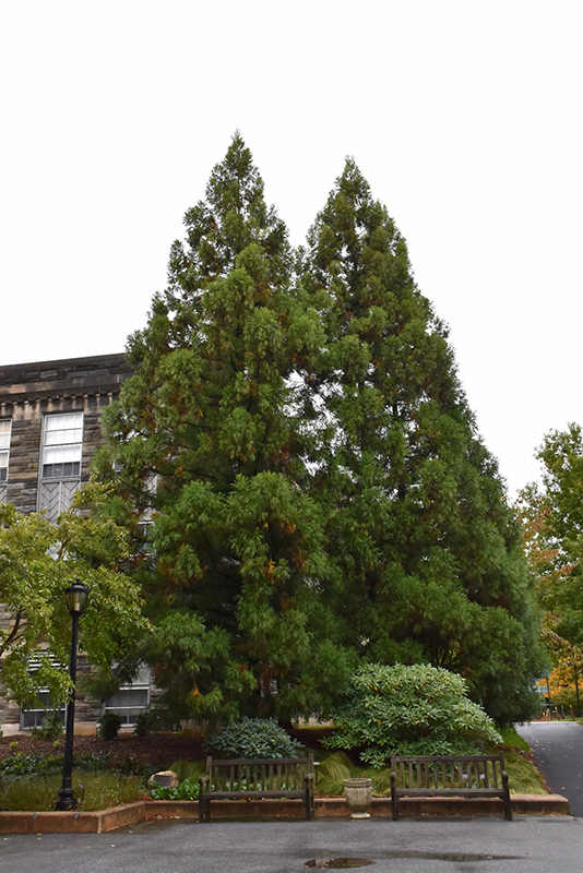 Yoshino Japanese Cedar (Cryptomeria japonica 'Yoshino') at Hicks Nurseries
