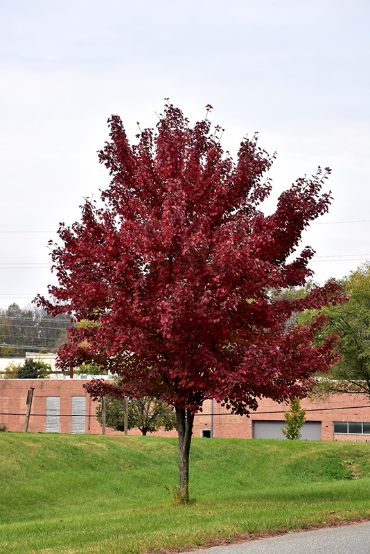 Brandywine Red Maple (Acer rubrum 'Brandywine') at Hicks Nurseries