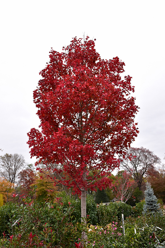 October Glory Red Maple (Acer rubrum 'October Glory') at Hicks Nurseries