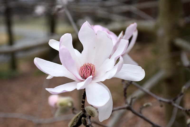 Star Magnolia (Magnolia stellata) at Hicks Nurseries