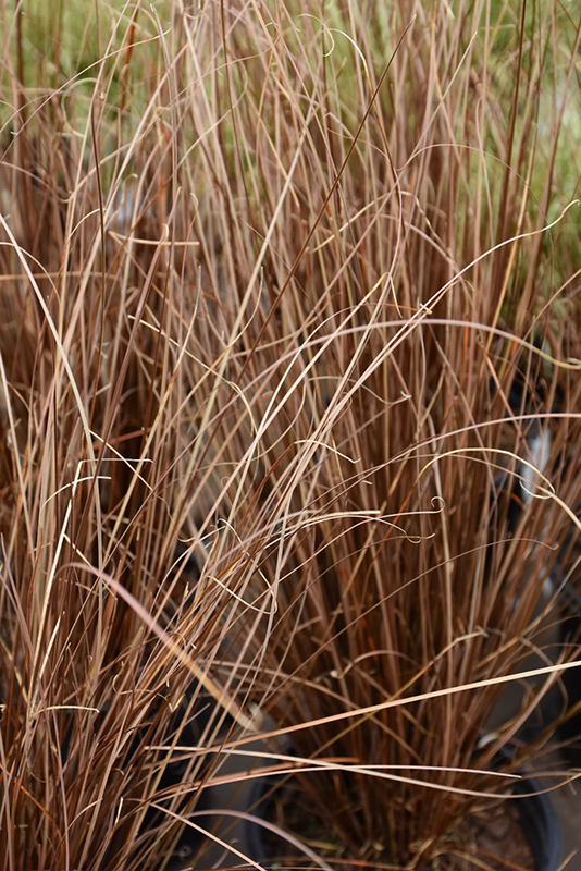 Red Rooster Sedge (Carex buchananii 'Red Rooster') at Hicks Nurseries