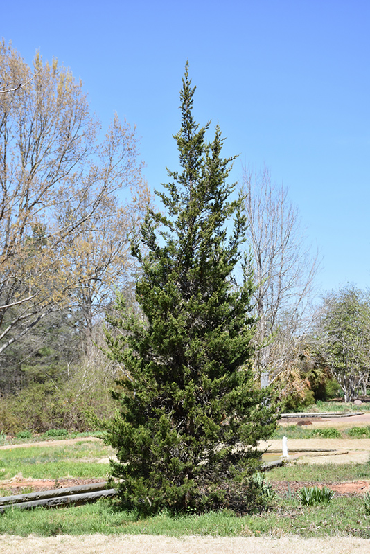 Eastern Redcedar (Juniperus virginiana) at Hicks Nurseries