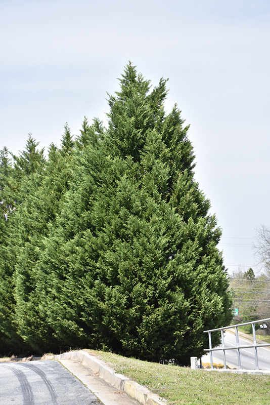Leyland Cypress (Cupressocyparis x leylandii) at Hicks Nurseries