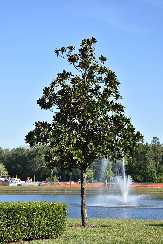 Southern Magnolia (Magnolia grandiflora) at Hicks Nurseries