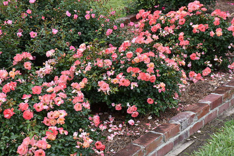 Peach Drift Rose (Rosa 'Meiggili') at Hicks Nurseries