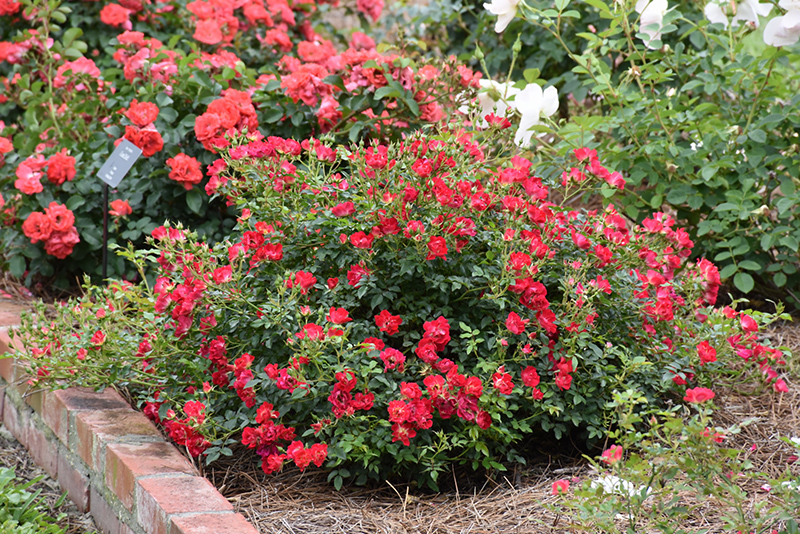 Red Drift Rose (Rosa 'Meigalpio') at Hicks Nurseries