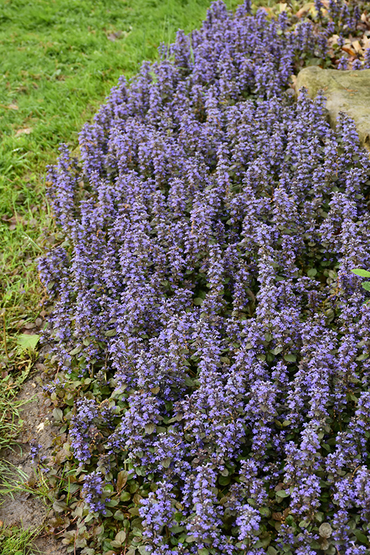 Caitlin's Giant Bugleweed (Ajuga reptans 'Caitlin's Giant') at Hicks Nurseries
