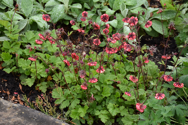 Flames of Passion Avens (Geum 'Flames of Passion') at Hicks Nurseries
