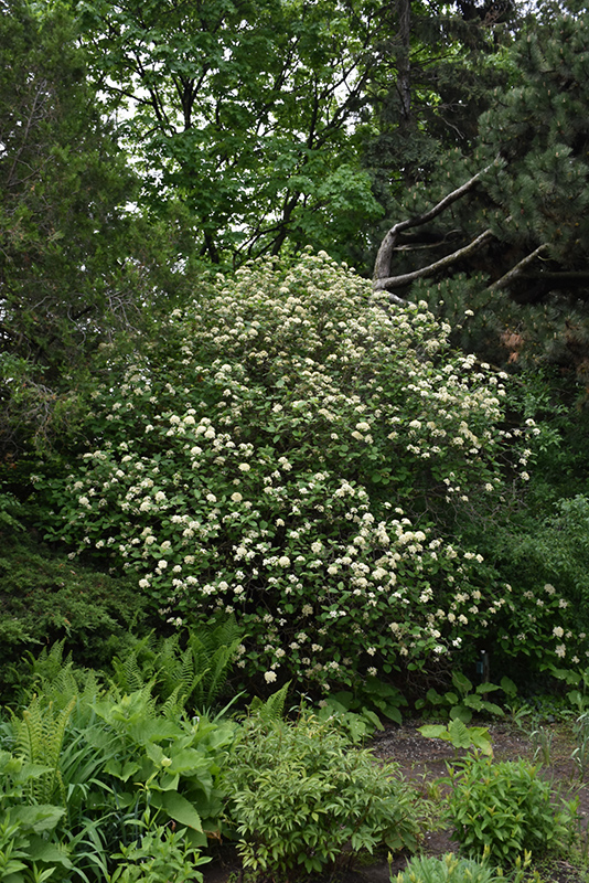 Lantanaphyllum Viburnum (Viburnum x rhytidophylloides) at Hicks Nurseries