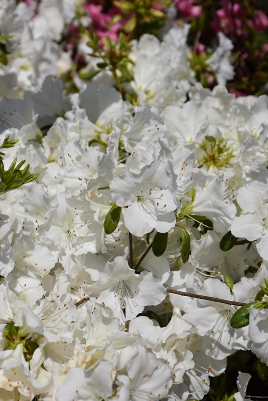 Girard's Pleasant White Azalea (Rhododendron 'Girard's Pleasant White') at Hicks Nurseries