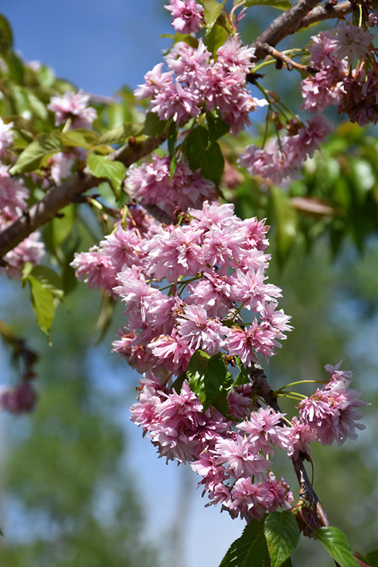 Weeping Extraordinaire Flowering Cherry (Prunus 'Extrazam') at Hicks Nurseries