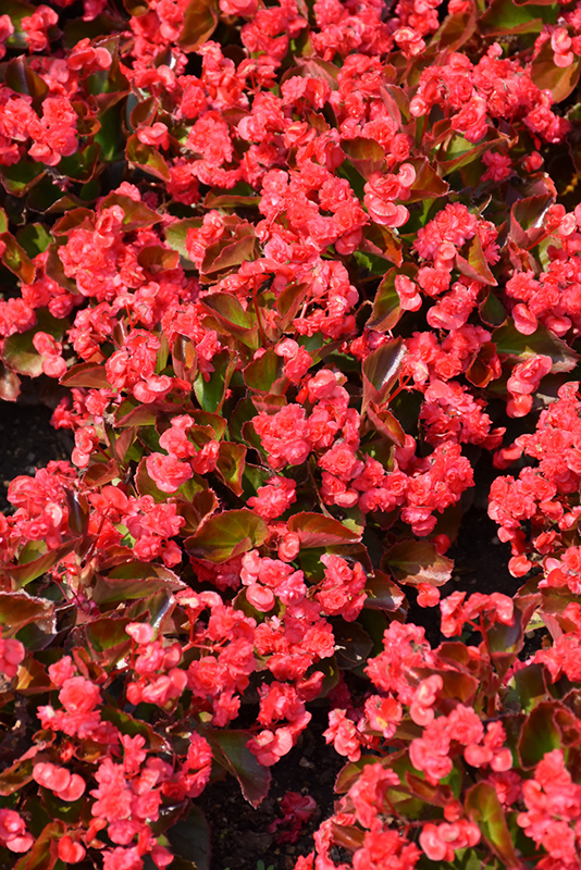 Doublet Red Begonia (Begonia 'Doublet Red') at Hicks Nurseries