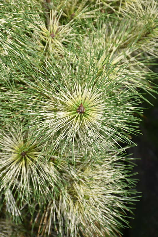 Golden Ghost Japanese Red Pine (Pinus densiflora ‘Golden Ghost’) in