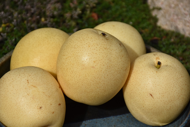 Shinseiki Asian Pear (Pyrus pyrifolia 'Shinseiki') at Hicks Nurseries