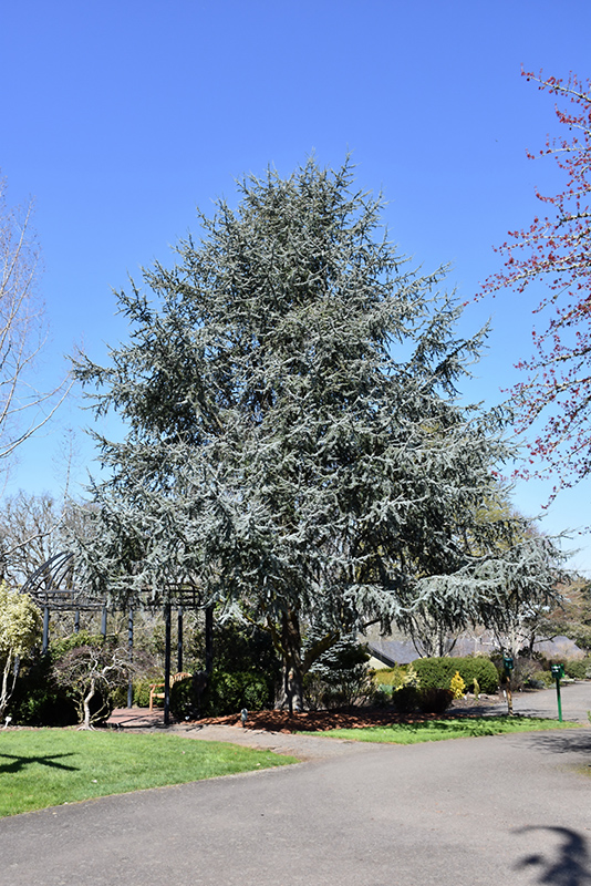 Blue Atlas Cedar (Cedrus atlantica 'Glauca') at Hicks Nurseries